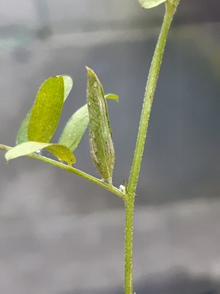 leaves stuck together