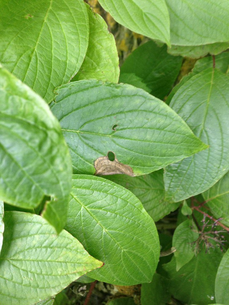 the cut out is 5.5-7 mm long