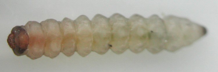ventral view of larva