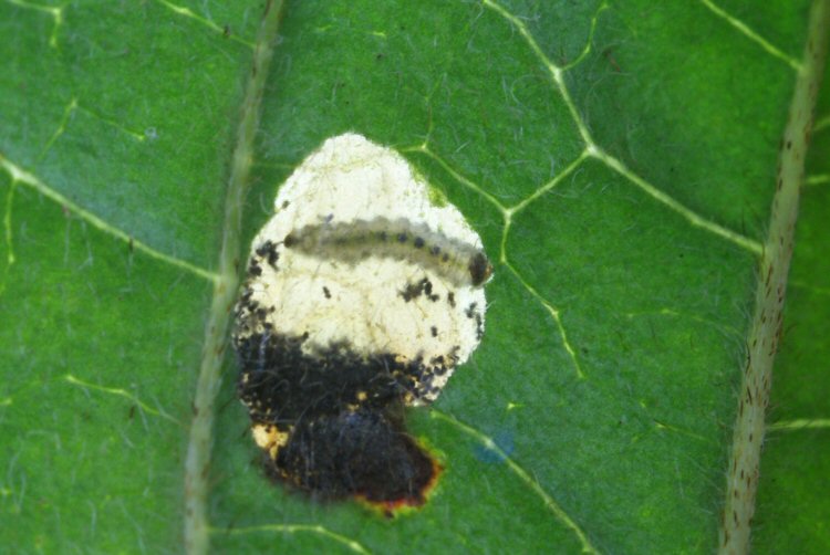 larva