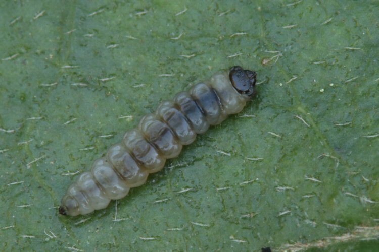 final instar larva