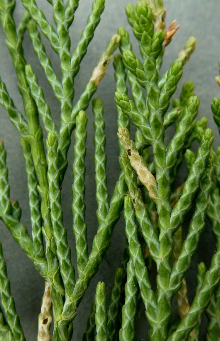 holes where larvae left leaf