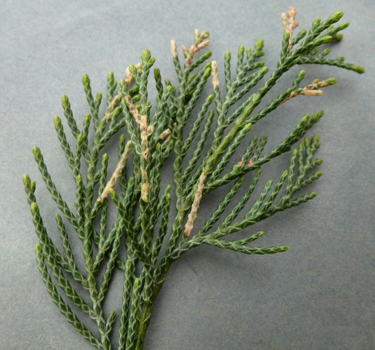 leaves are mottled
