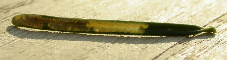 the mined needle