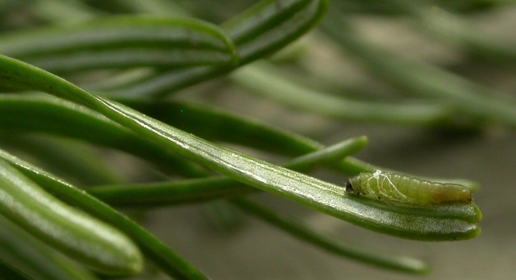 larva