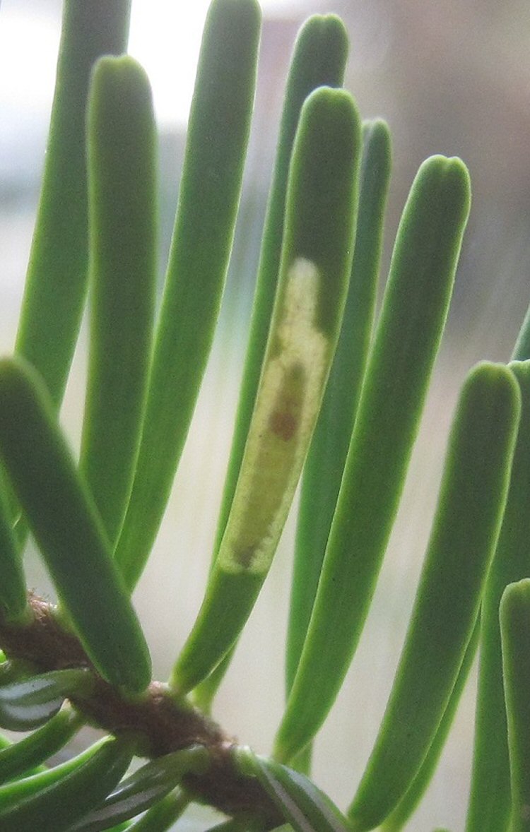 larva in mine