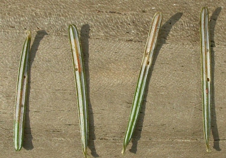 mined needles