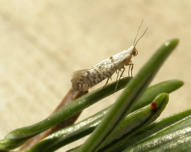 imago