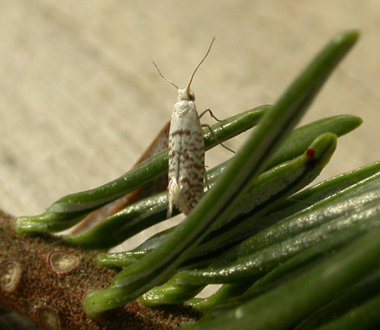 imago