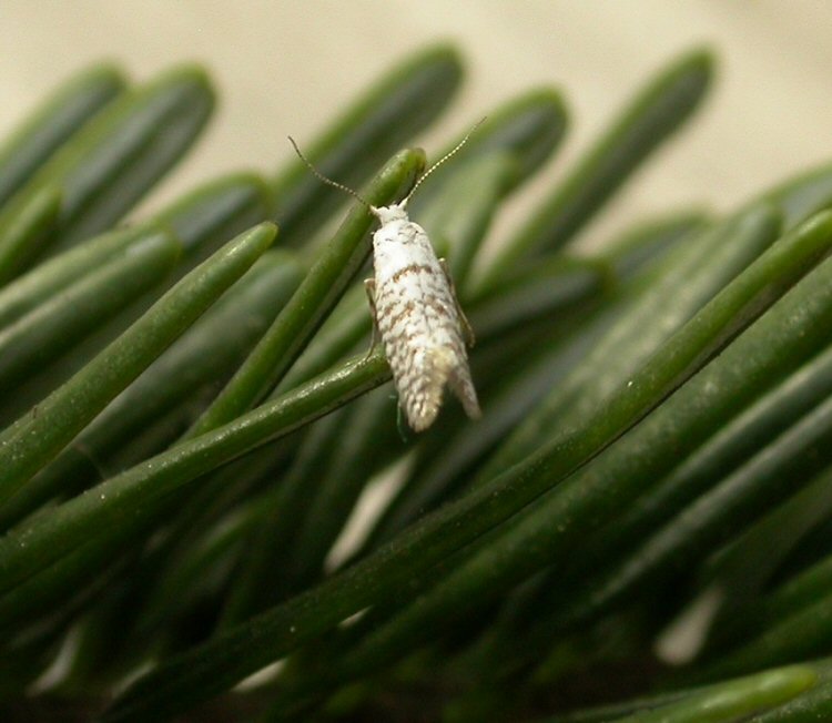 imago