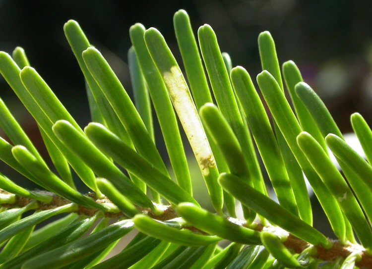 needles turn white