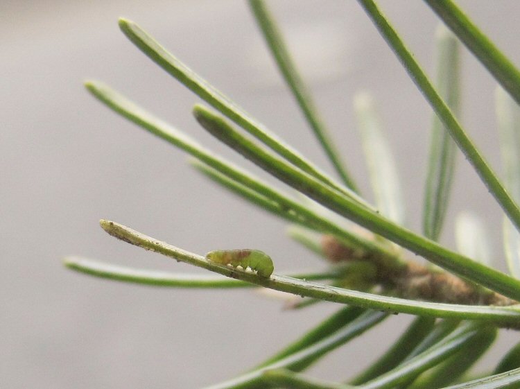 larva entering the needle