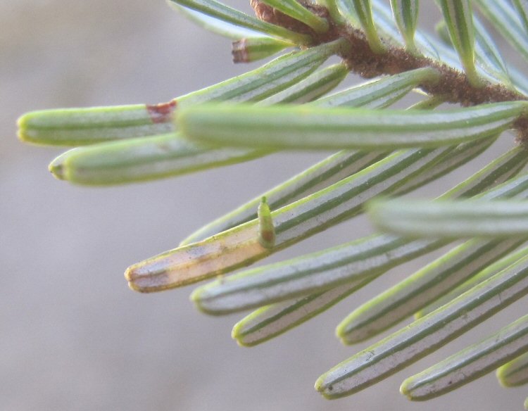 larva entering a leaf.