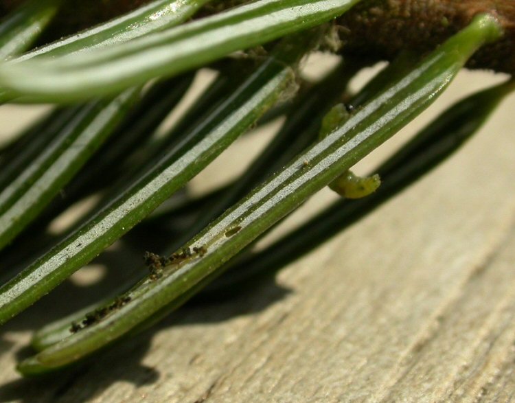 larva 