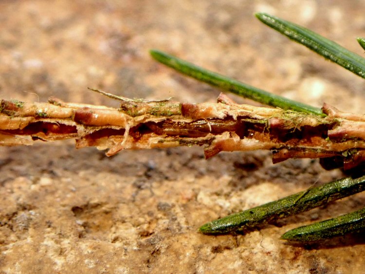 mined twig with exuviae