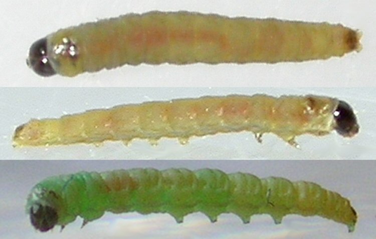 larva