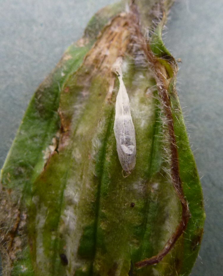 cocoon