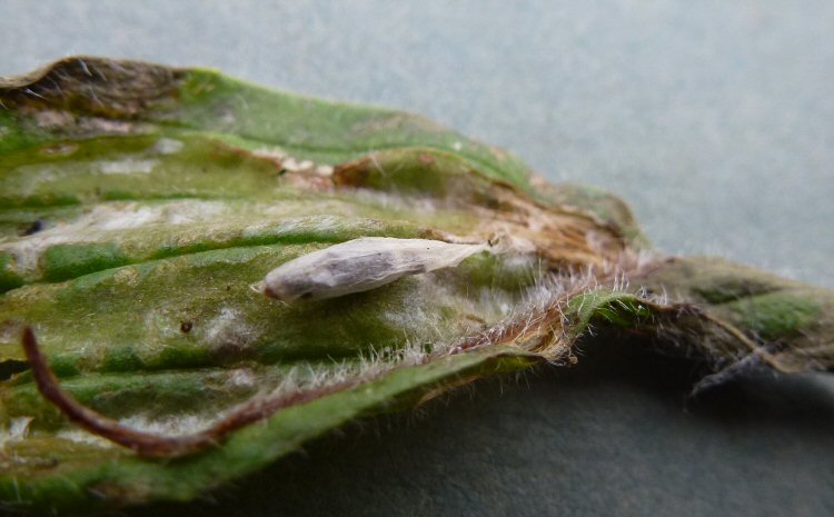 cocoon.