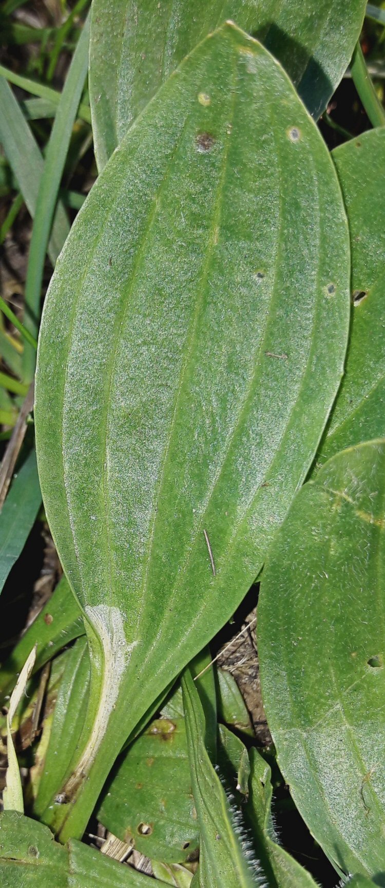 the leaf folds over