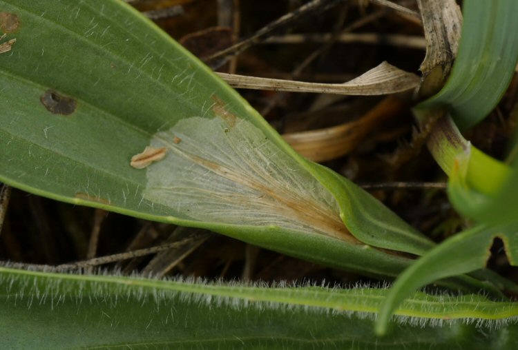 leaf folds over the blotch mine