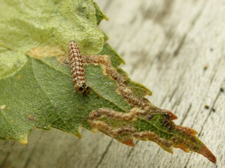 larva