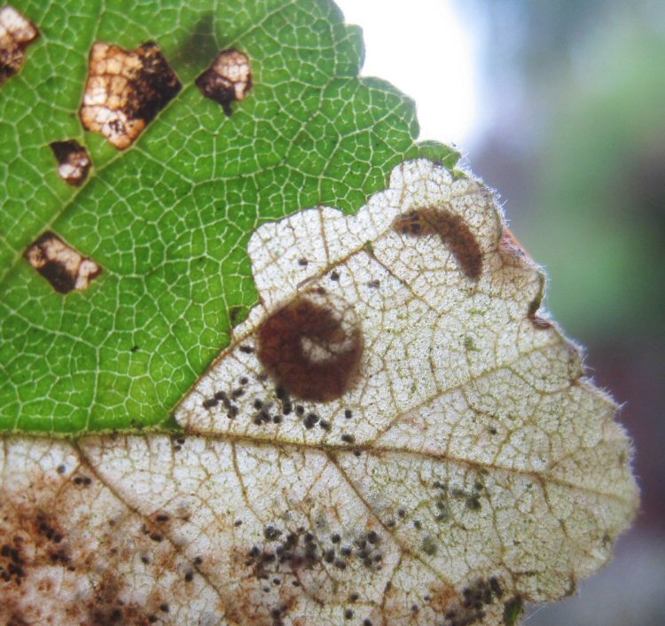 larvae in mine