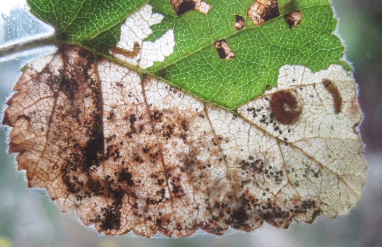 larvae in mine