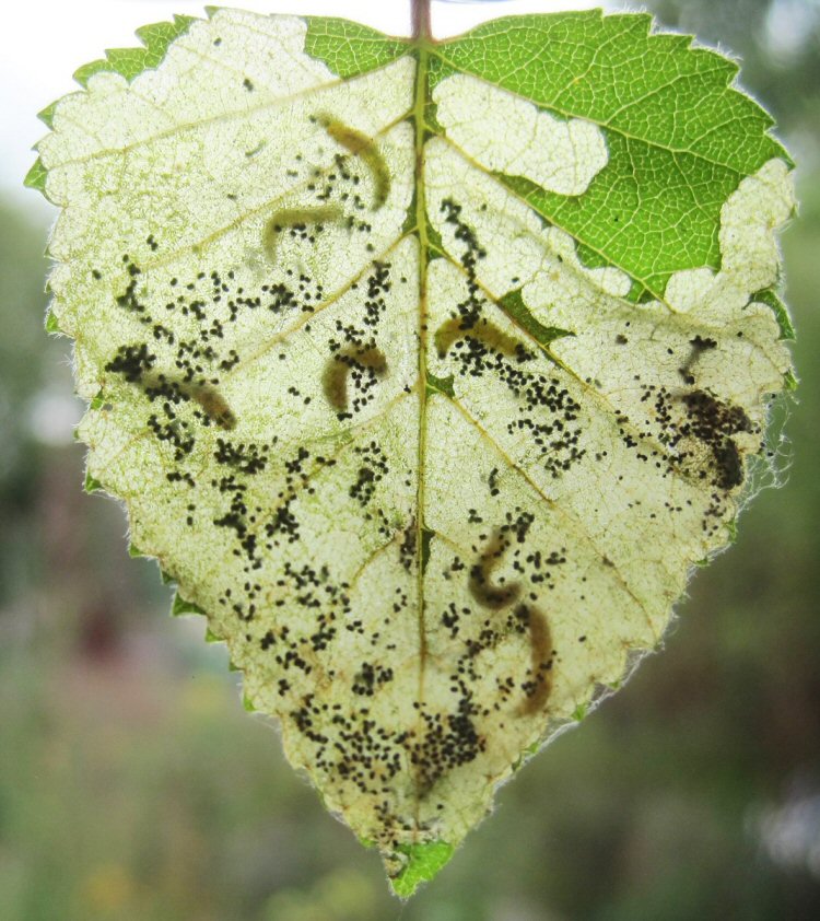 larvae in mine