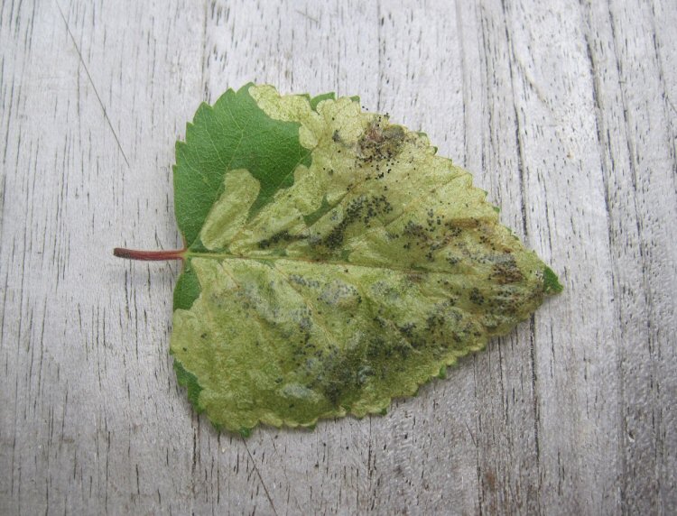 mined leaf