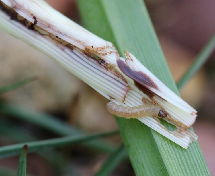 larva
