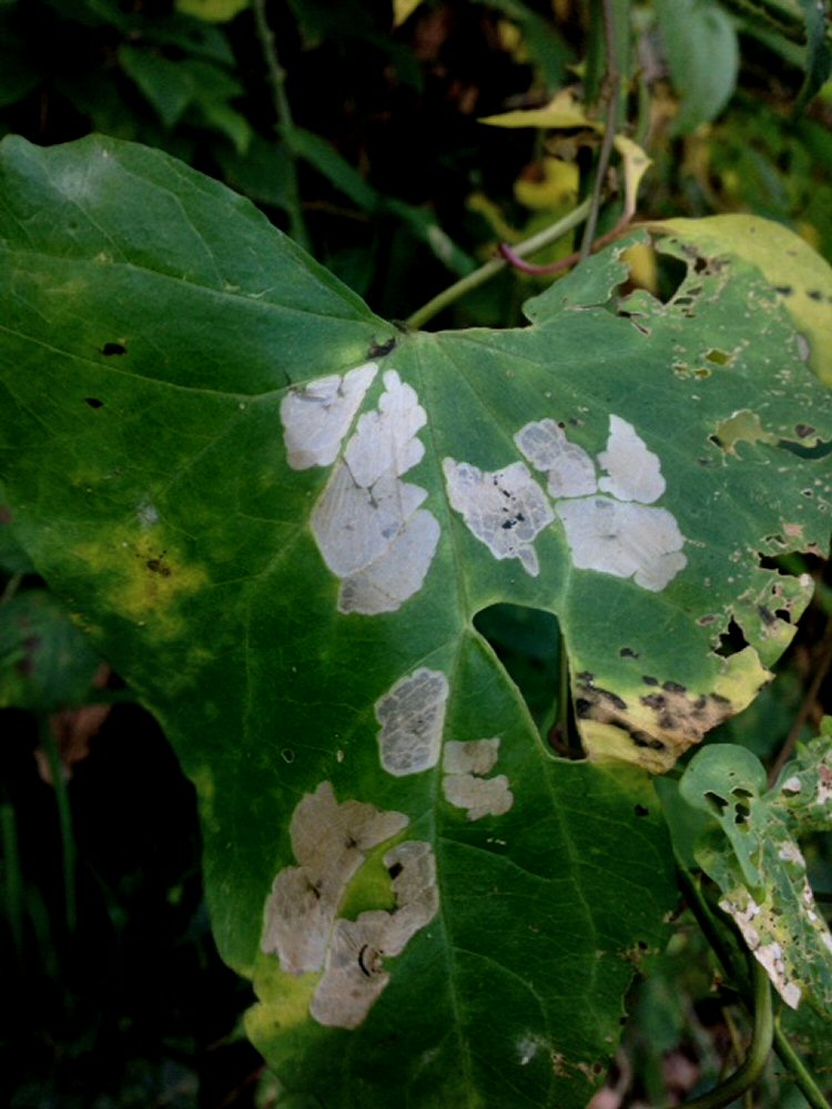 forms windows on the leaf surface