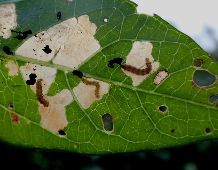larvae in mines