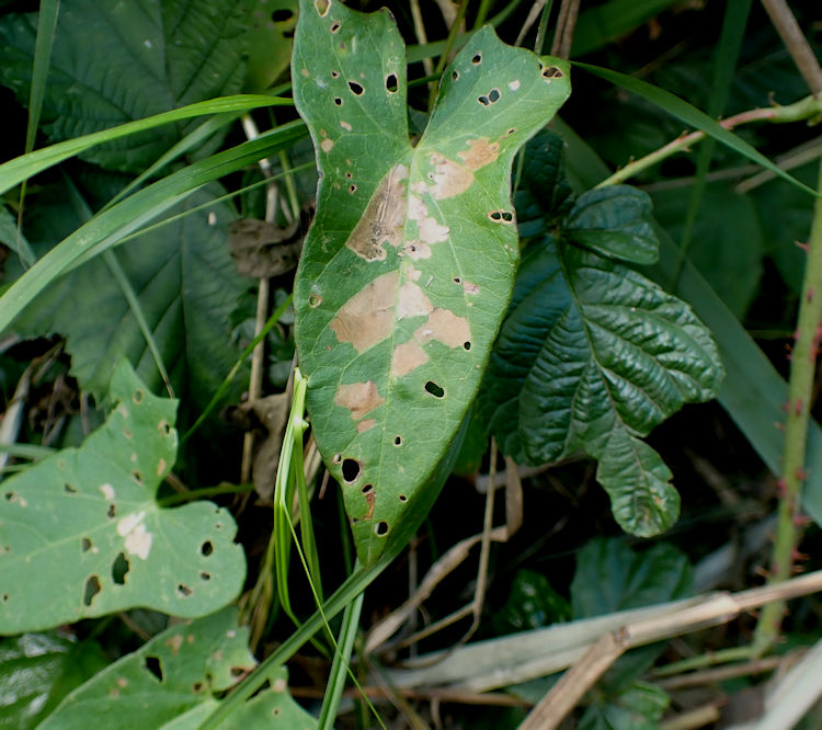 several mines may be in a leaf