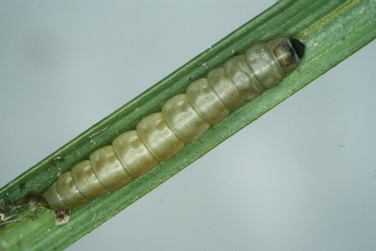 larva
