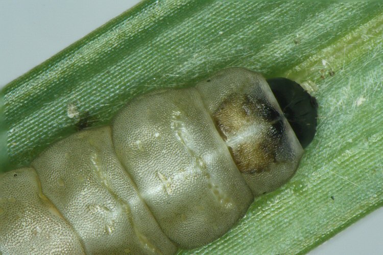 detail of larval head