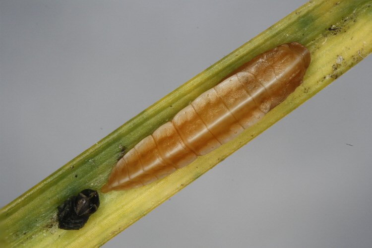 pupa