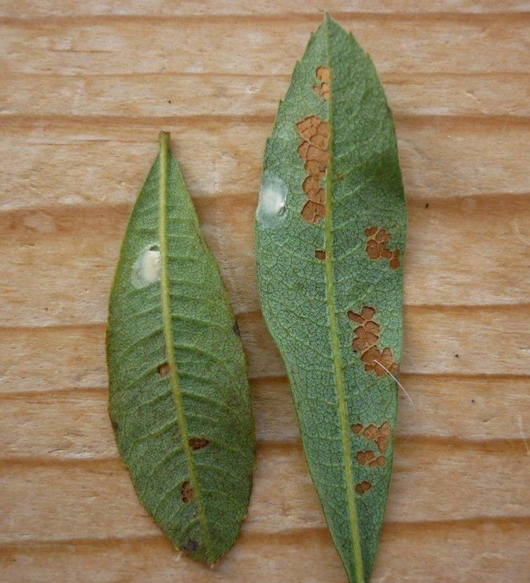 moulting cocoons