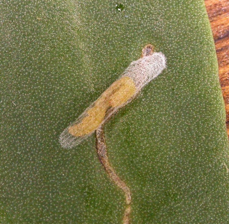 cocoon forming