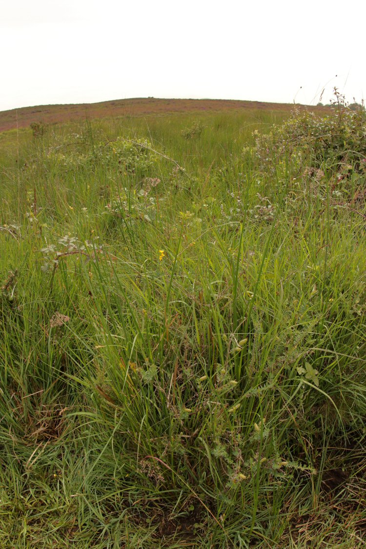 habitat