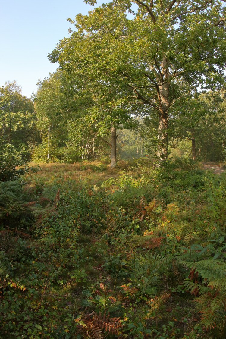 habitat