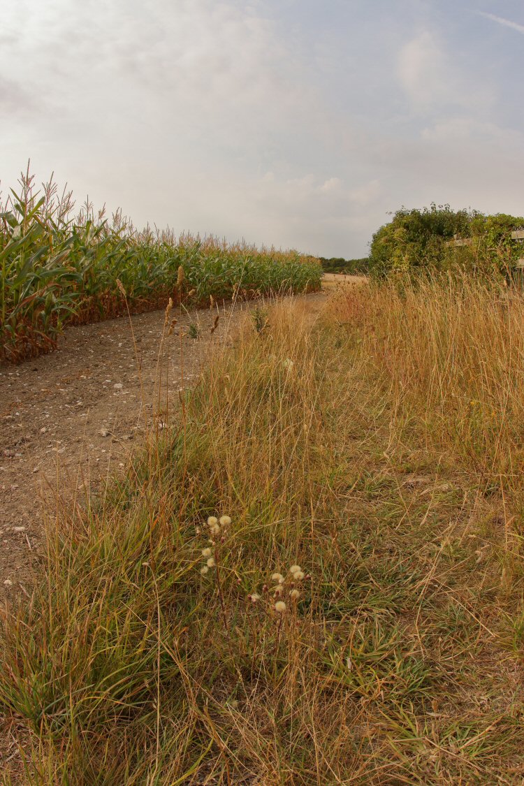 habitat