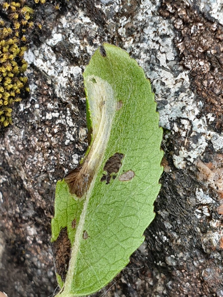 mine folding