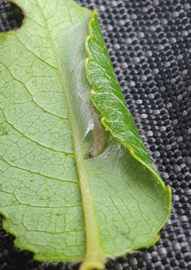 pod forming