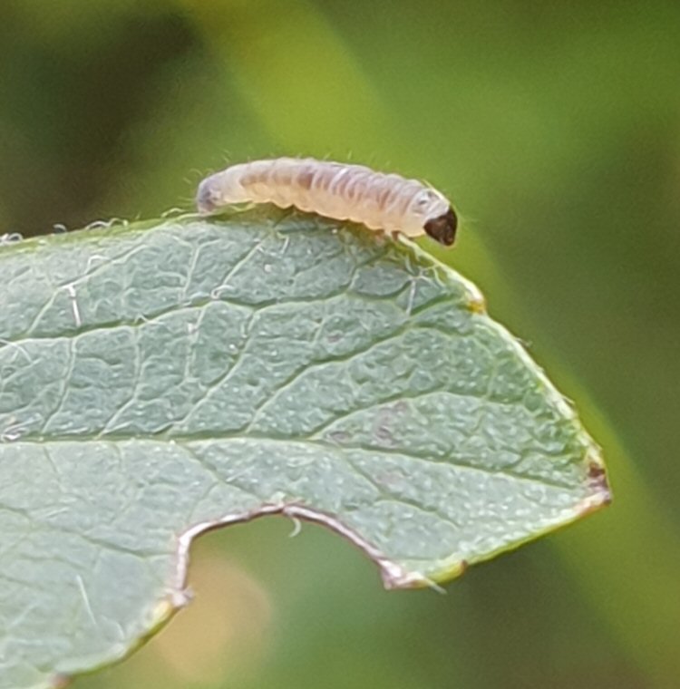larva