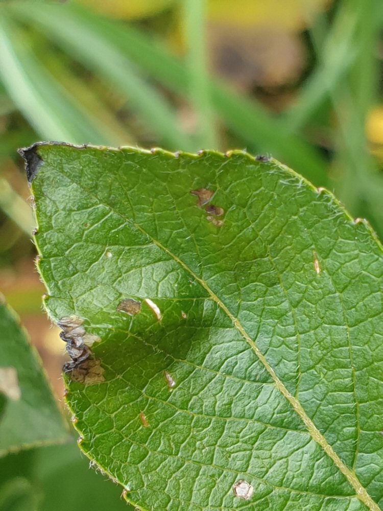 mine formed under leaf
