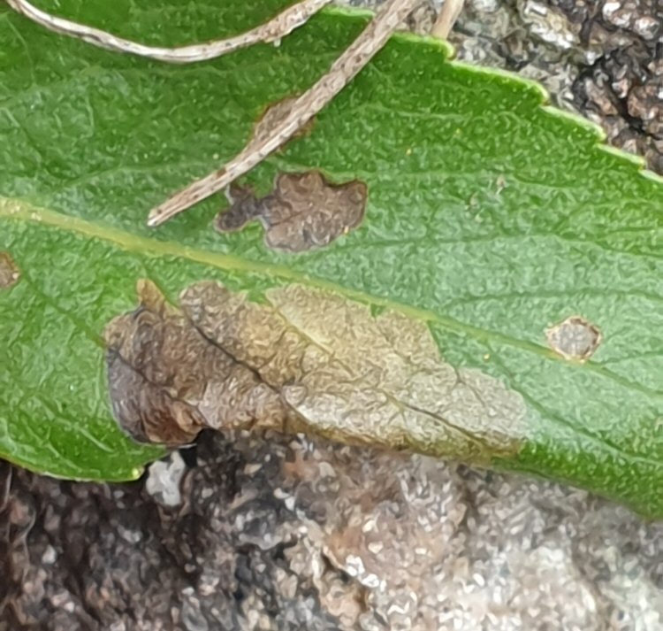 pod forming under leaf