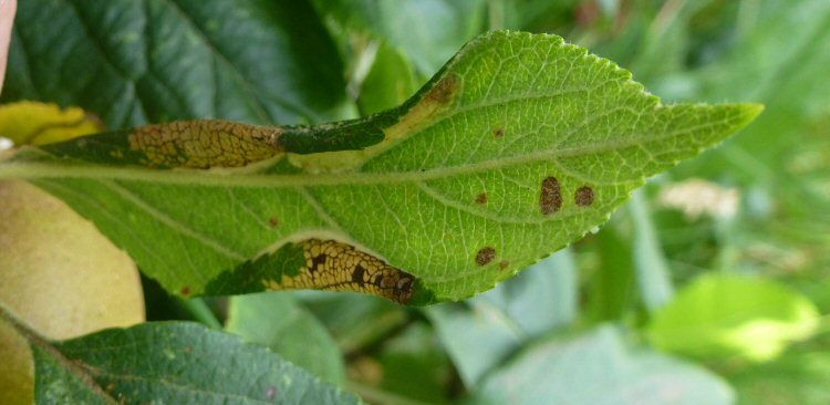 makes two folds under the leaf