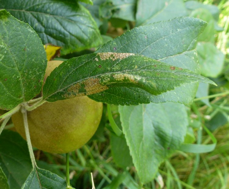 upper leaf surface