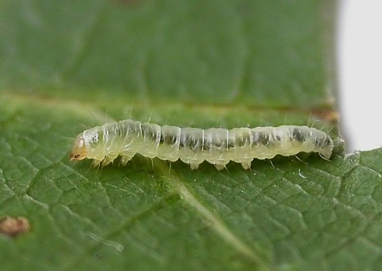 the larva