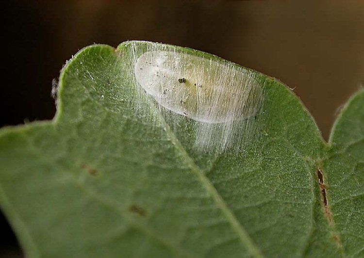 cocoon